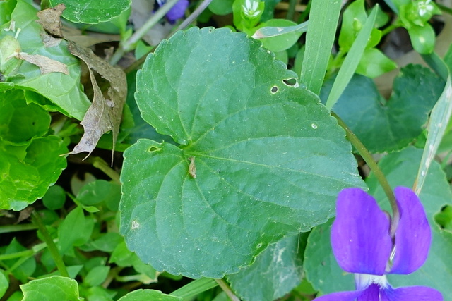 Viola sororia - leaves