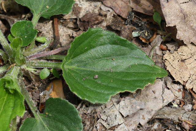 Viola sororia - leaves