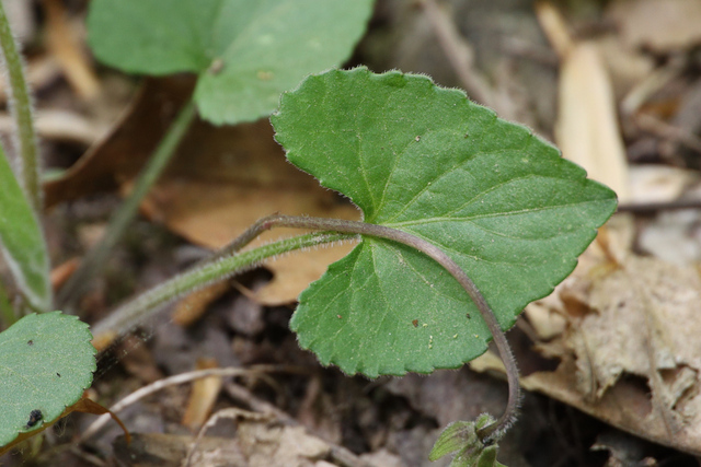 Viola sororia - leaves