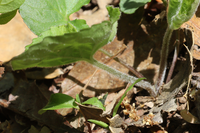 Viola sororia - leaves