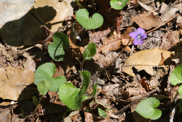 Viola sororia - plant