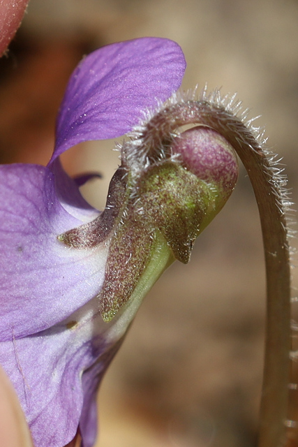 Viola sororia - sepals