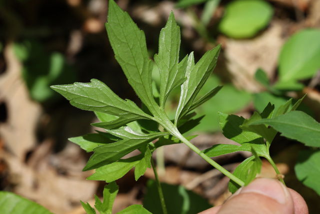 Viola stoneana - leaf underside