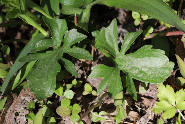 Viola stoneana - leaves