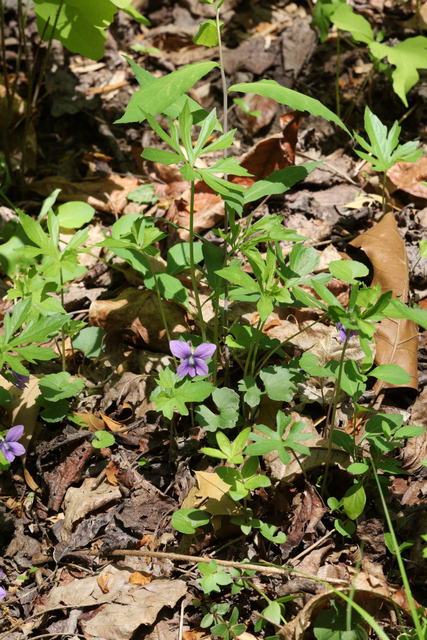 Viola stoneana - plant