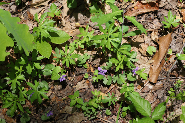 Viola stoneana - plant