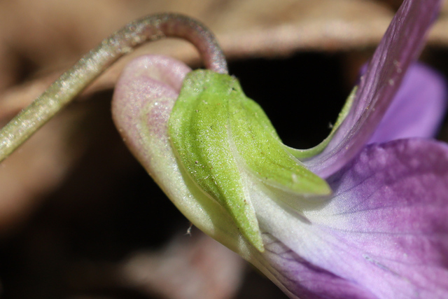 Viola stoneana - sepals