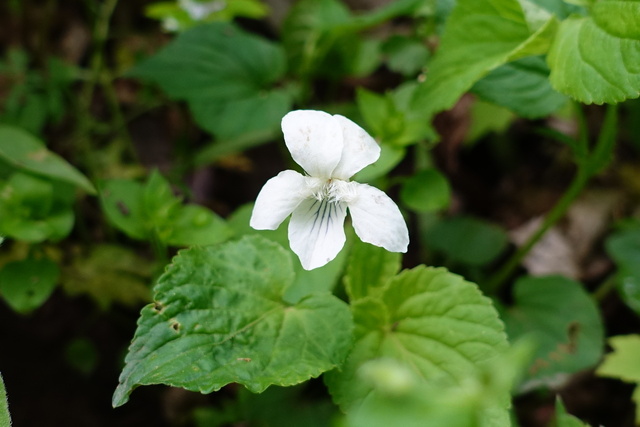 Viola striata