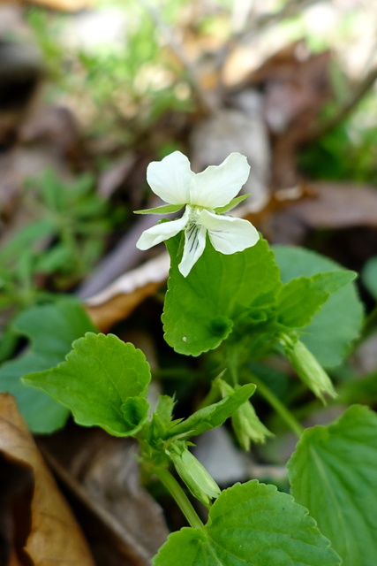 Viola striata