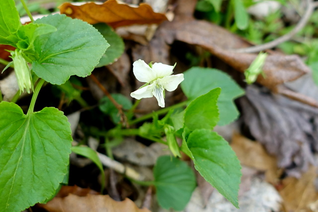 Viola striata