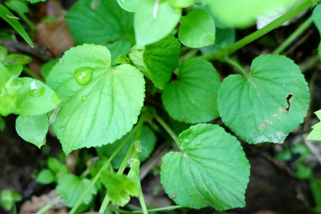 Viola striata - leaves