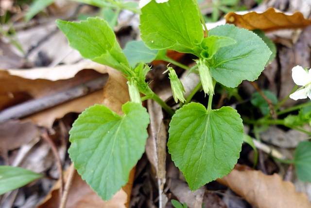 Viola striata - leaves