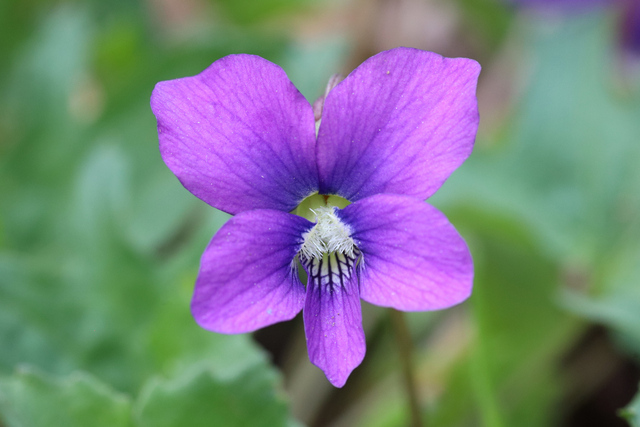 Viola subsinuata