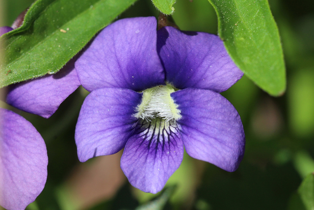 Viola subsinuata