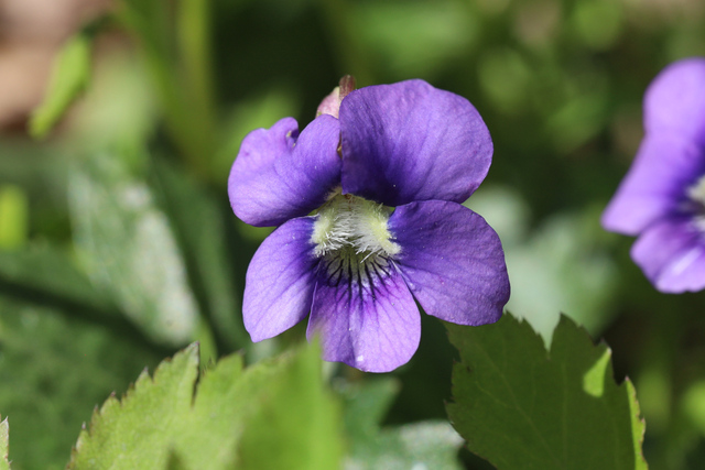 Viola subsinuata