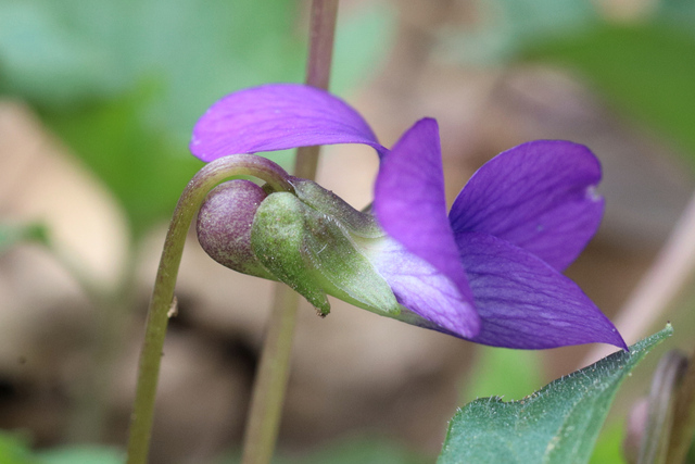 Viola subsinuata