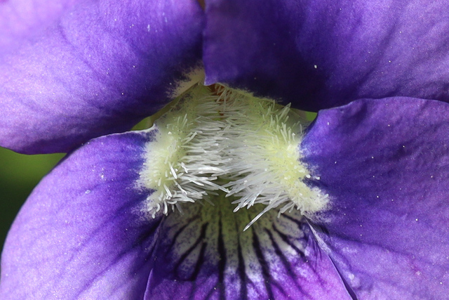 Viola subsinuata