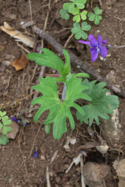 Viola subsinuata - leaves