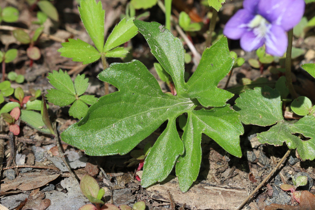 Viola subsinuata - leaves