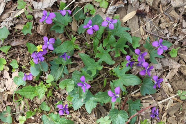 Viola subsinuata - plants