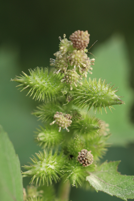 Xanthium strumarium