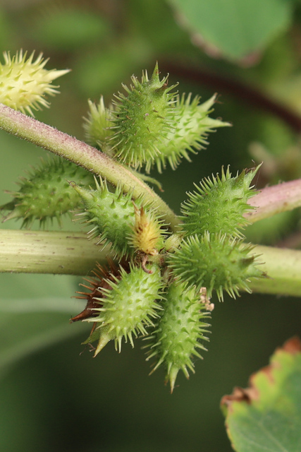 Xanthium strumarium - fruit