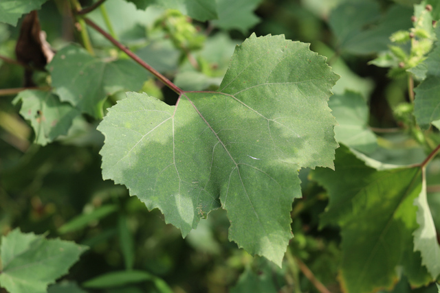 Xanthium strumarium - leaves