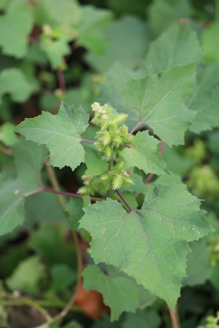 Xanthium strumarium - plant