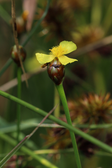 Xyris difformis