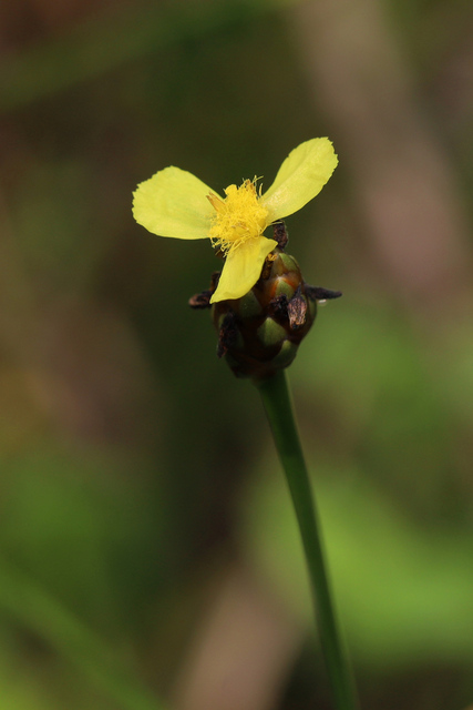 Xyris difformis