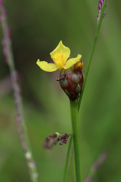 Xyris difformis