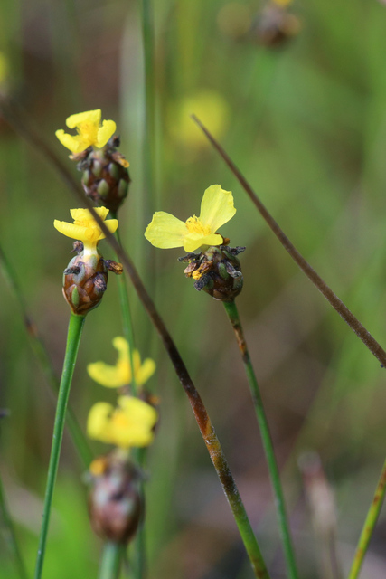 Xyris difformis