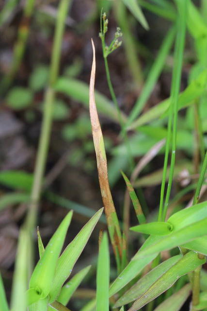 Xyris difformis - leaves