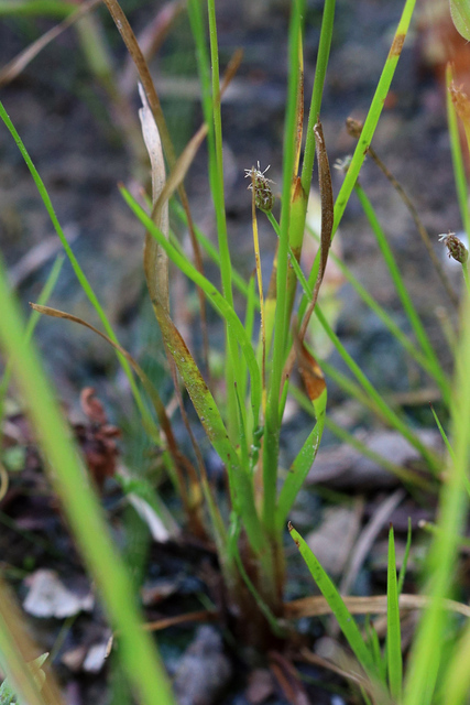 Xyris difformis - leaves