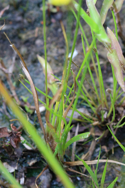 Xyris difformis - leaves