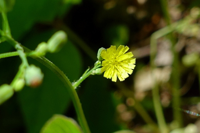 Youngia japonica