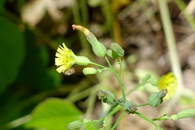 Youngia japonica