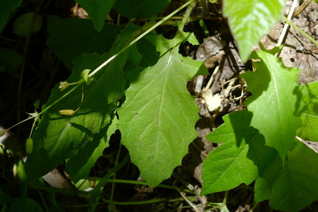 Youngia japonica - leaves