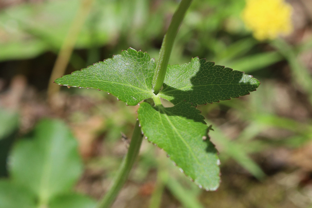 Zizia aptera - leaves