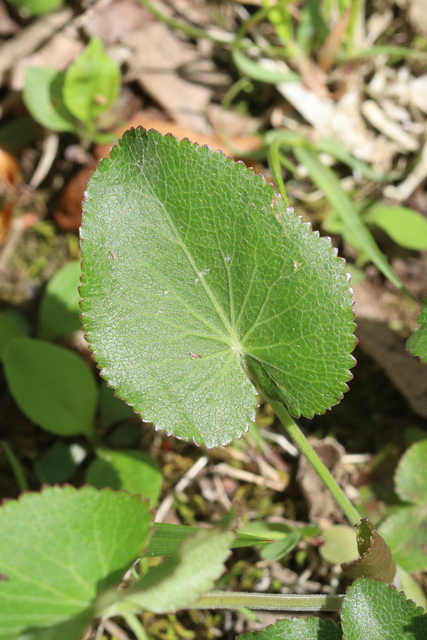 Zizia aptera - lower leaves