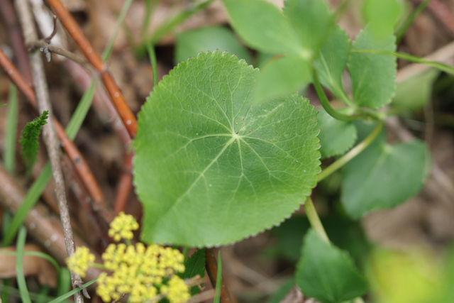 Zizia aptera - lower leaves