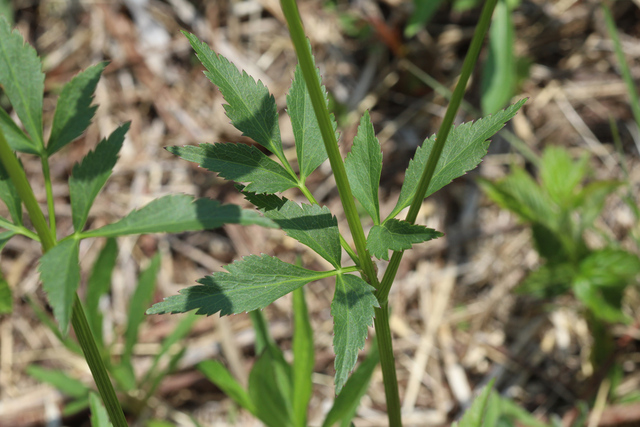 Zizia aurea - leaves
