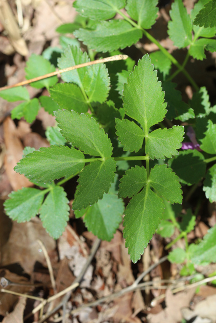 Zizia aurea - leaves