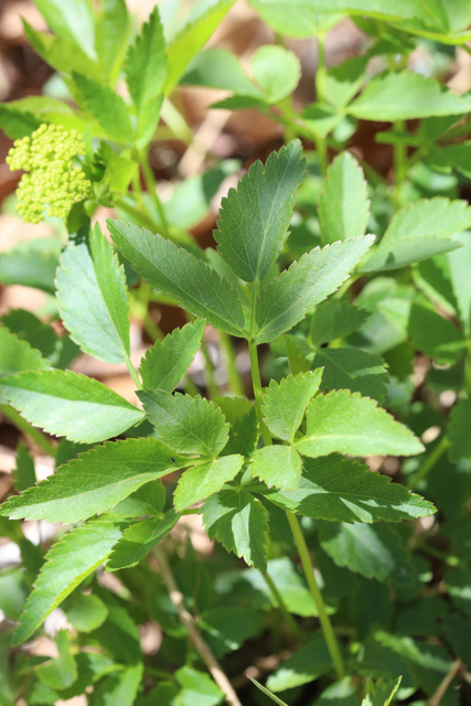 Zizia aurea - leaves