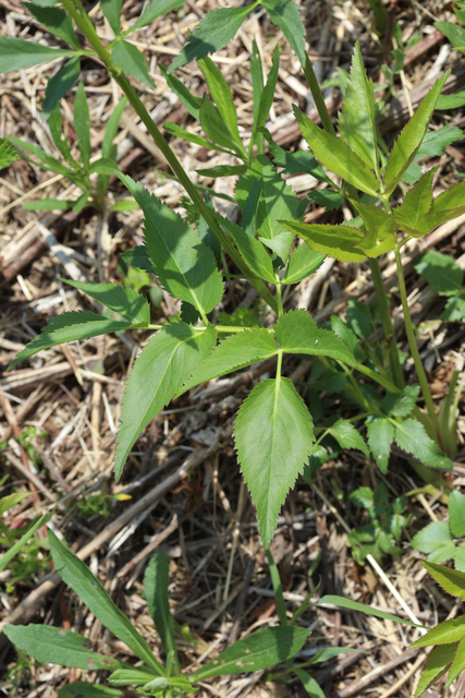 Zizia aurea - leaves