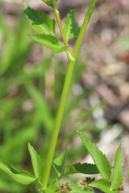 Zizia aurea - stem