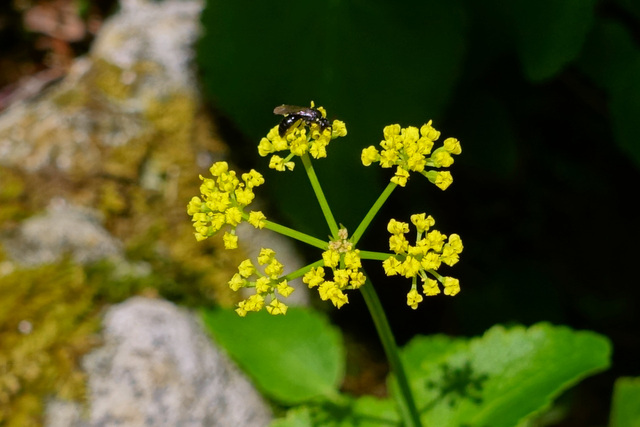 Zizia trifoliata