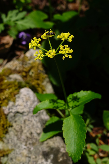 Zizia trifoliata