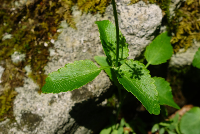Zizia trifoliata - leaves
