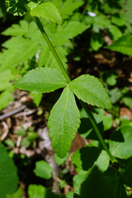 Zizia trifoliata - leaves